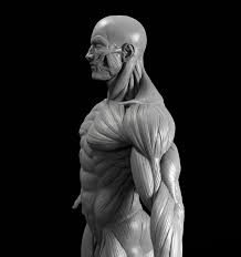 Anatomy Figure Marc Brunet Anatomy Sculpture Human Anatomy Art Anatomy Art