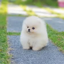 How Much Would A Teacup Pomeranian Cost Pets Lovers