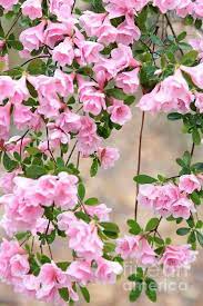 Delicate Pink Azaleas By Carol Groenen In 2020 Beautiful Rose Flowers Beautiful Flowers Wallpapers Wonderful Flowers