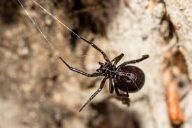 In my case, i felt the spider crawling on my leg,and brushed my pants, and the spider fell on the ground.(dead of course) i didn't 9 years ago. Dad 46 Loses Leg And Suffers Kidney Failure After False Widow Spider Bites His Ankle As He Worked Outside