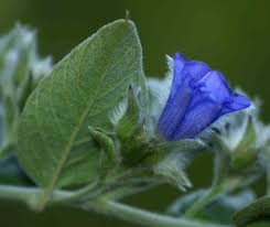 Image result for Bonamia