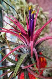 Key features to look for include fruit and flower types, leaf shape and arrangement, how the plant is rooted and size. 17 Of The Best Tillandsia Varieties For Soilless Gardening Gardener S Path