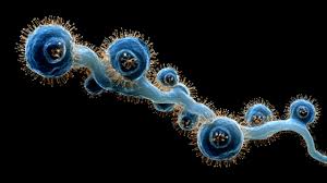 Image result for Clostridium