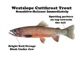 The Waterblogger Identifying Montana Trout