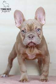 Isabella French Bulldog - TomKings Kennel