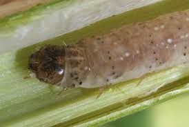 Image result for Chilodes maritima