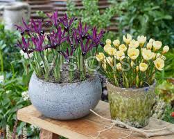 Image result for Pycreus chrysanthus