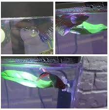 This Was In The First Five Minutes They Both Love Their Leaf Hammock Betta Fish Fishing Products Betta