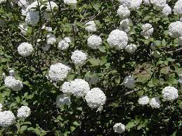 This large group of plants consists of more than 150 species and numerous named cultivars. Viburnum Carlcephalum Cayuga Plant Finder Fragrant Flowers Viburnum Carlcephalum Viburnum