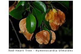 Image result for Hymenocardia ulmoides
