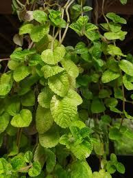 Image result for Coleus amboinicus