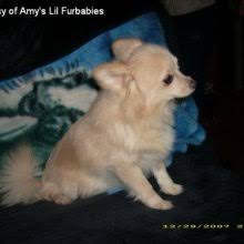 Find teacup puppies and dogs for sale from breeders including maltese, pomeranians, yorkies poms and pugs. Puppyfind Pomchi Puppies For Sale