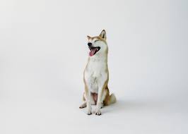 Your pet deserves to enjoy personal attention, socialization, and all the comforts of home during their time with us. Happy Tails Learning Center For Dogs Reviews Facebook