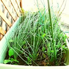 ラッキョウ 暴風で葉が倒れつつも生長 Kochan S ベランダ菜園blog マンションガーデニング 家庭菜園 仙台グルメ キャンペーン情報等