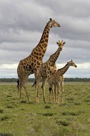 Giraffe Whole Family Animals Beautiful Safari Animals Giraffe