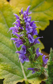 Image result for Salvia