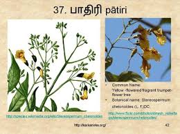 37 ப த ர Patiri Flowering Trees Flower Names Yellow Flowers
