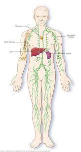 Non Hodgkin S Lymphoma Symptoms And Causes Mayo Clinic Non Hodgkins Lymphoma Lymphoma Hodgkins Lymphoma