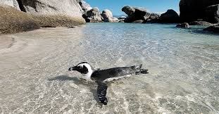 The african penguin (spheniscus demersus), also known as the cape penguin or south african penguin, is a species of penguin confined to southern african waters. Ultimate Guide To Boulders Beach Penguins Hidden Entrance Map To Swim With Them Enriching Pursuits