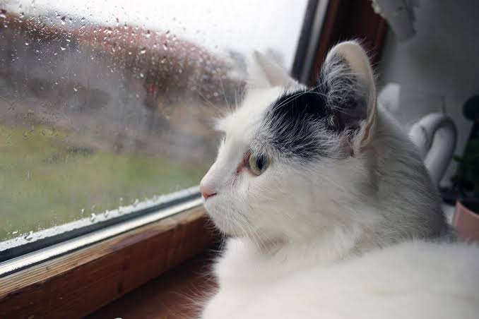 Turkish Van Cat Breed Information & Characteristics