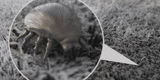 Image result for Dust mite