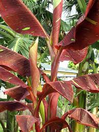 Image result for Musa sp. (Ornamental bananas)