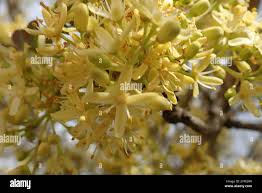 Image result for Ptaeroxylon obliquum