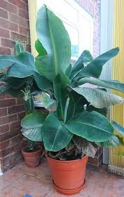 Areca palm tips and leaves turn brown due to overwatering, underwatering, insufficient light if you'd like to learn how to avoid brown tips on all your houseplants, and grow beautiful plants that thrive. Musa Banana Dwarf Cavendish Guide Our House Plants