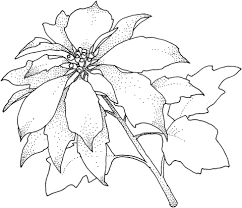 Como hacer una flor de nochebuena de papel paso a. Dibujo Flor De Pascua Para Colorear Novocom Top