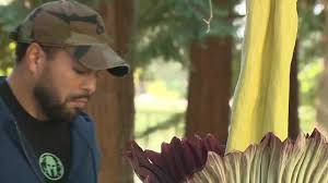 Rare corpse flower blooms at Sacramento State for 24 hours