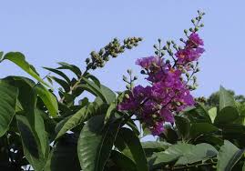 Image result for Lagerstroemia speciosa