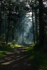 For the ideal browsing … Portrait Nature Wallpapers Wallpaper Cave