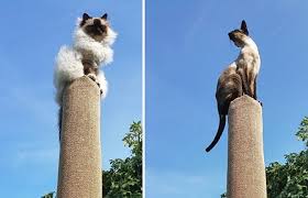 A scratching piece and cat bed in one made of ikea kallax unit a stuva bench in the entryway with a kitty loo inside is functional piece for a small space 7 Amazing Ikea Hacks Your Cat Will Fall In Love With Comfort Works Blog Design Inspirations