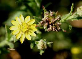Image result for Osteospermum muricatum