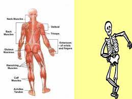 In our body, every movement is the result of muscle contraction and muscles function by transferring the substances in these organs throughout the body. Scientific Names Of Body Muscles Biceps Muscle Anatomy Britannica Based On The Body Type One Was Supposedly Able To Predict The Mentality Of The Person