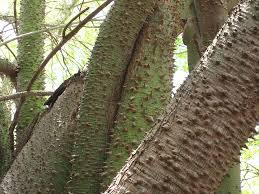 Jabuticaba (myrciaria cauliflora) fruits, mother´s home, sao paulo. A Most Dangerous Plant The Sandbox Tree The Gypsy Thread
