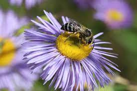 Maybe you would like to learn more about one of these? Native Bees Pollinating Flowers For Centuries Vernon Morning Star