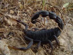 The sharp crystals in borax work exactly the same way as diatomaceous earth on the scorpions, and you're more likely to have it in the house. Androctonus Bicolor Wikipedia