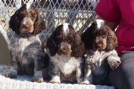 Black And Tan Show Cocker Spaniel Puppies For Sale Liver Roan English Cocker Spaniel Puppies Cocker Spaniel English Cocker Spaniel Puppies English Cocker Spaniel