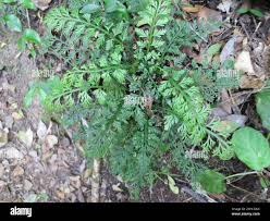 Image result for Asplenium rutifolium