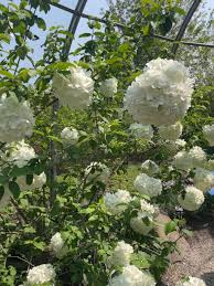 Image result for Eragrostis paradoxa