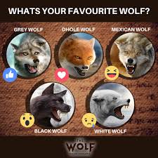 Activlab black wolf best pre workout before training facebook xbox one gamerpic wolf 1080x1080 images. The Wolf Simulator What S Your Favourite Wolf Skin Share In The Comments App Store Http Apple Co 2ks5zt3 Google Play Http Bit Ly 2kelfi2 Like The Wolf Simulator Facebook