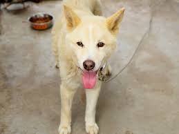 ペットのおうち