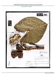 Image result for Montrichardia linifera