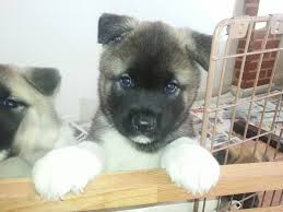 Check spelling or type a new query. Japanese Akita Dogs And Puppies For Sale London