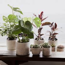 We did not find results for: Same Day Flower Delivery Melbourne I The Flower Shed