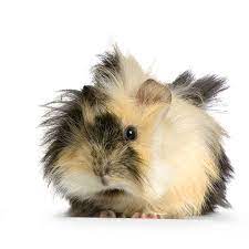 How Long Do Guinea Pigs Live For Should I Get Guinea Pigs Guinea Pigs
