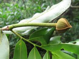 Image result for Uvaria acuminata