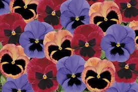 Pansy Coastal Sunrise Mixed 40 Plus 20 Free Large Plug Plants Pansies Winter Pansies Winter Flowers