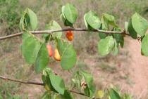 Image result for Rourea coccinea